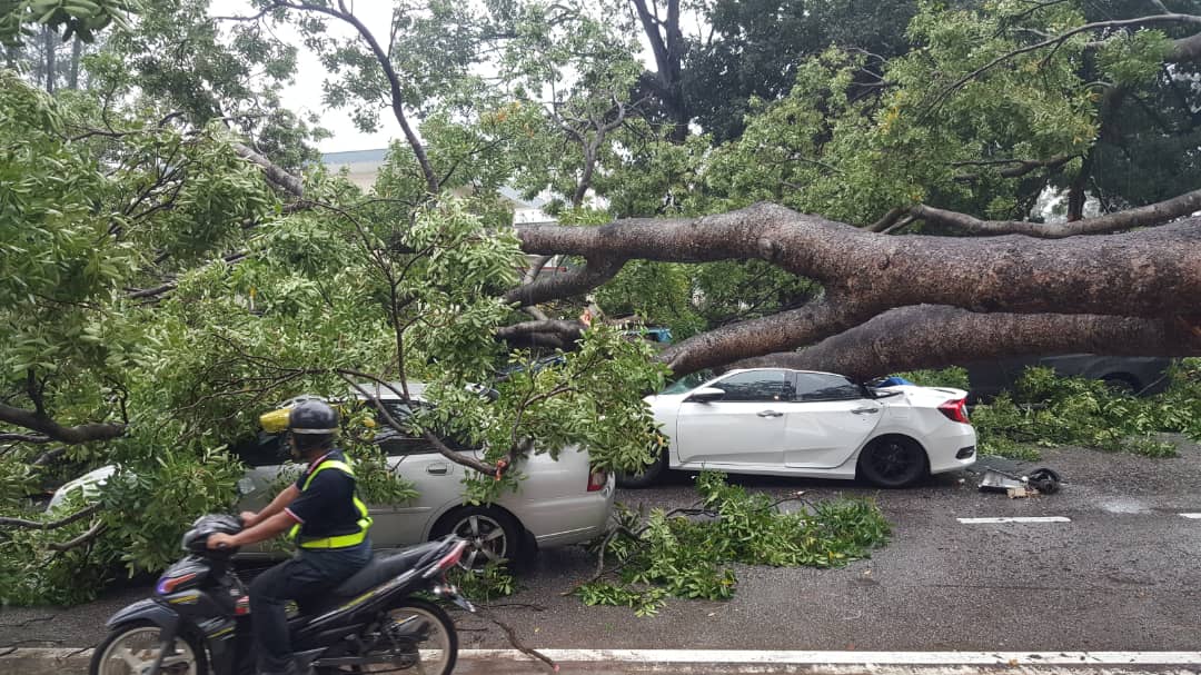 Old Subang Airport Road blocked by fallen tree  The Star 