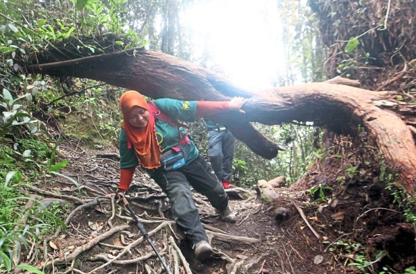 A hiker ducks under an obstacle along the trail.