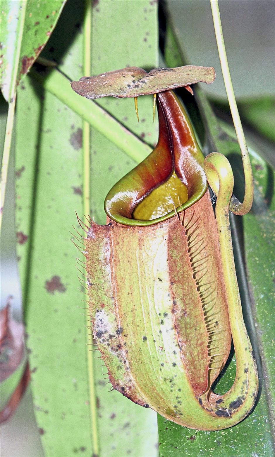 A pitch to researchers | The Star