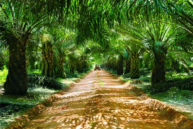 Klk Expects Decline In Plantation Profit To Continue The Star Online