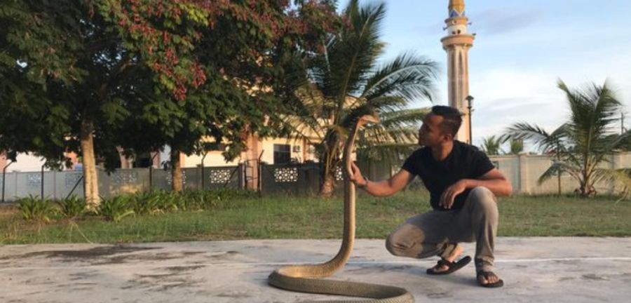 Unsolicited Visitor King Cobra Drops By At Grocery Shop The