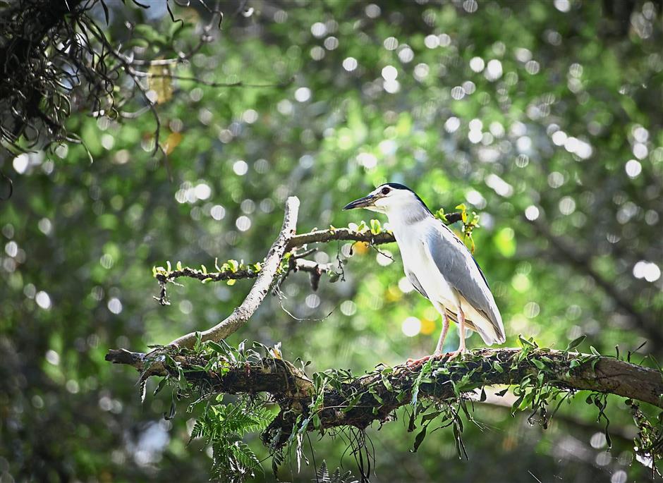 The plants and forest environment will support an increasingly broad range of wildlife that will enhance the overall level of biodiversity within Gamuda Cove.