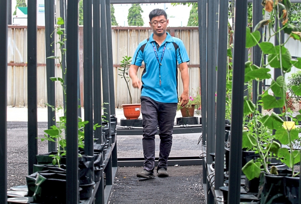 The vertical garden at the PJ Eco Recycling Plaza is watered using rainwater while the fertiliser used are from food composts.