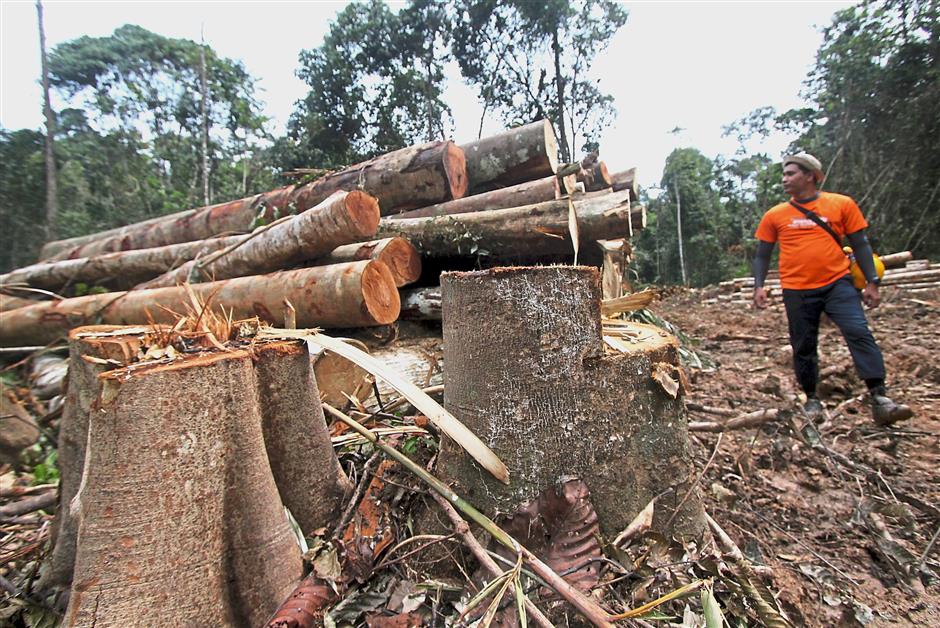 Hentikan Segera Pembalakan Di Gerik