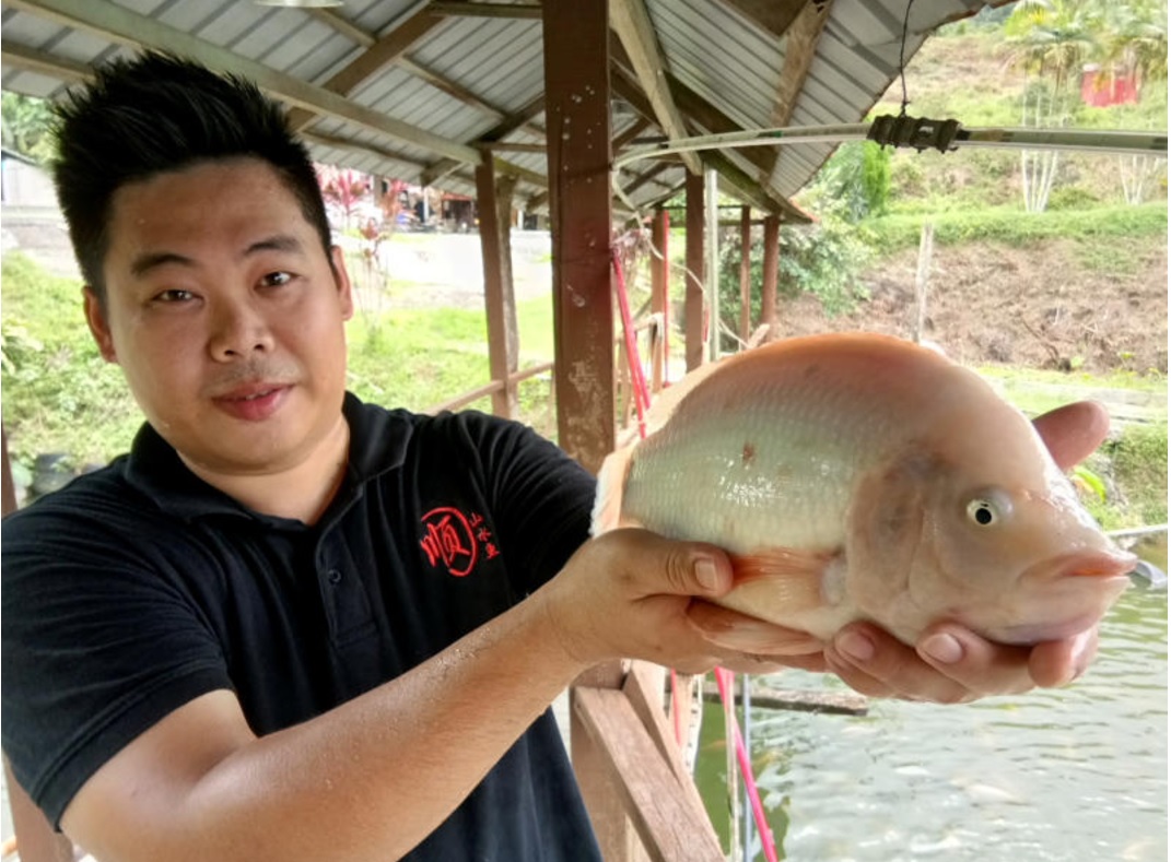 Yummy Freshwater Fish Toddy In Hulu Langat The Star