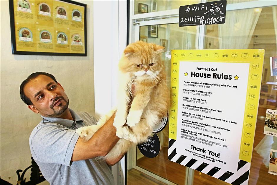 ^Purrfect Cat Cafe employee Ali Rehmat holding one of their adopted cats. Hoe and employee Atillia Zulkifli (foreground) showing cute pet-themed products at Purrfect Cat Cafe.