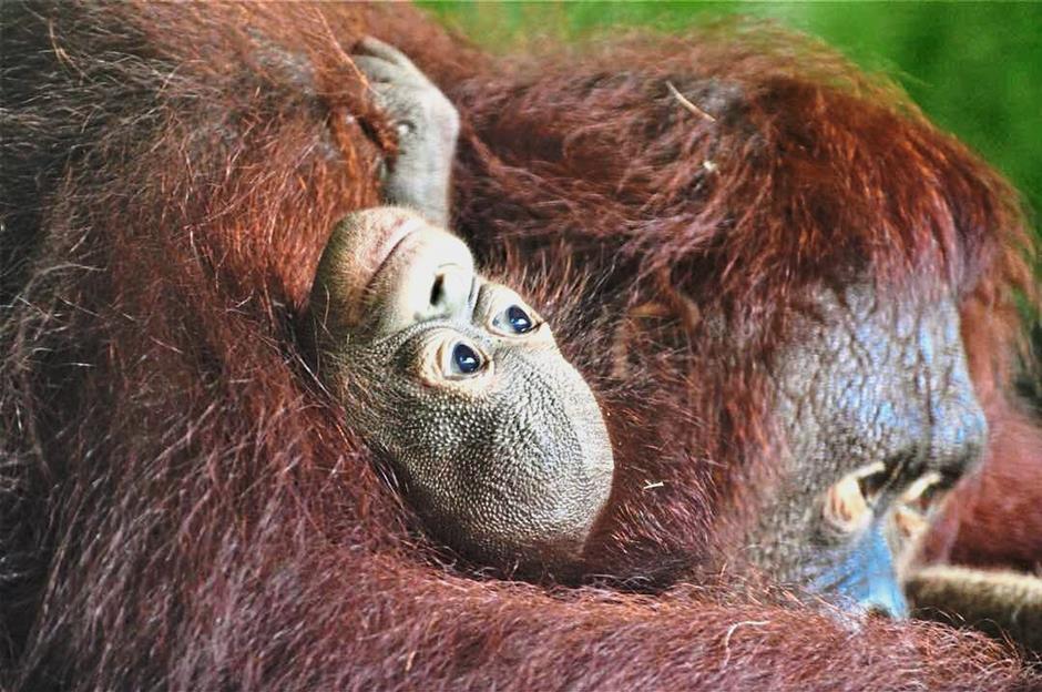 A baby male orangutan, seen here with its mother Wasabi, was also born at the zoo in December.