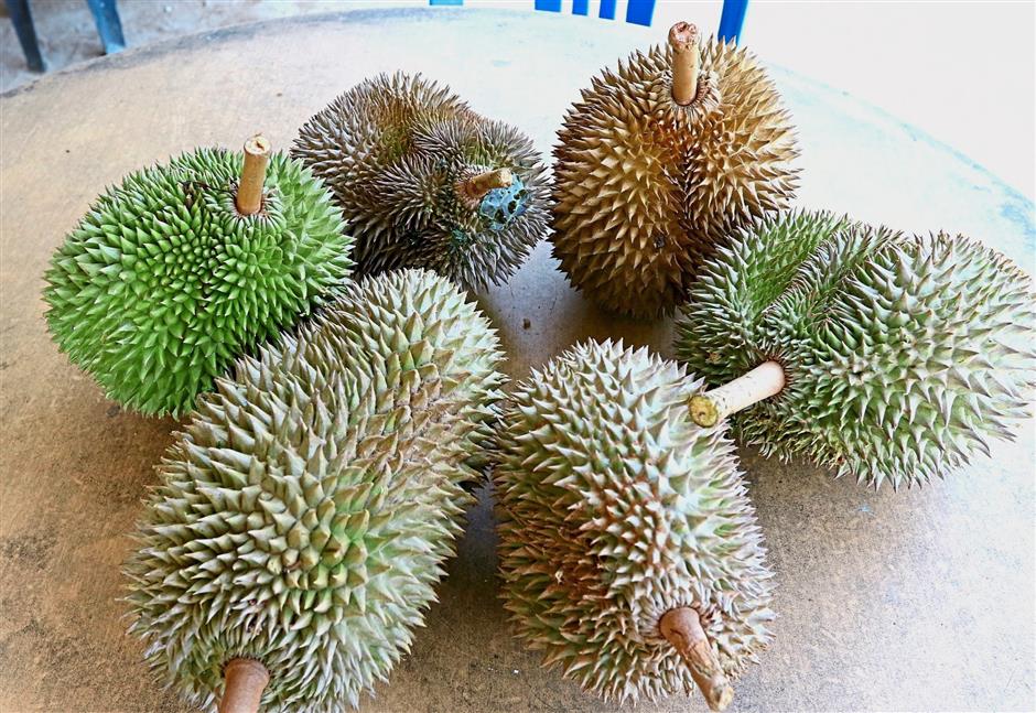 Download 6400 Gambar Durian Hijau Terbaru Gratis