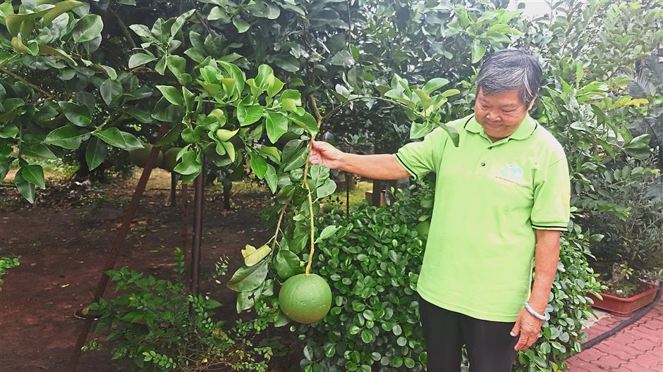 Lin is co-owner of Go Chin Pomelo Nature Park together with her husband Chin.