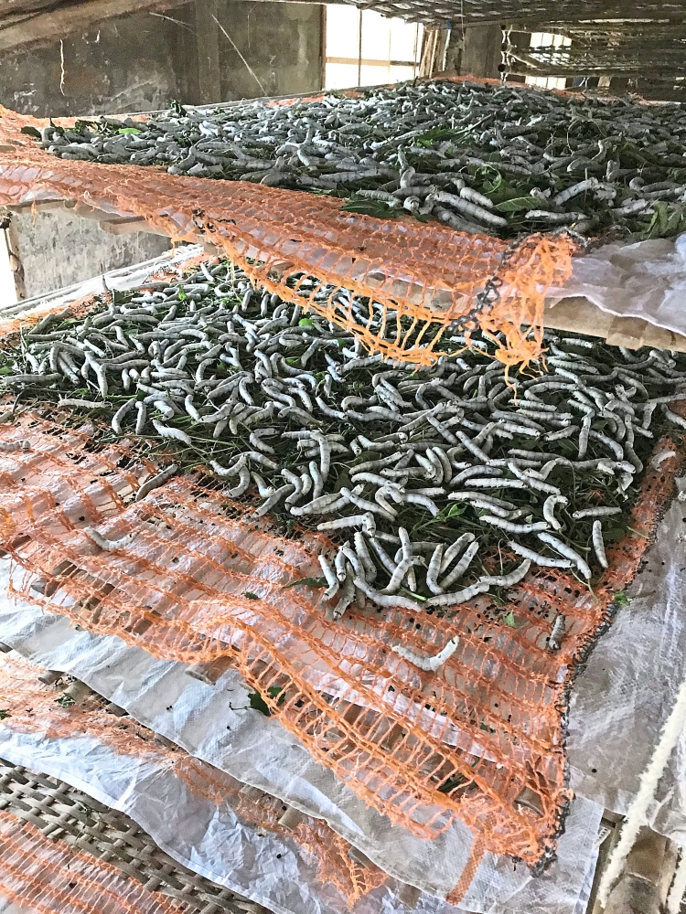 The silk worm rearing house on the farm produces the cocoons with silk that is later processed before it is weaved into material.