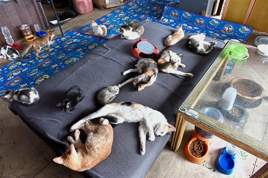 cat beach sanctuary