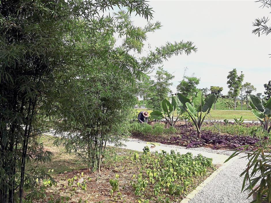 Bamboo trees and greenery make for a pleasant view at the venue.