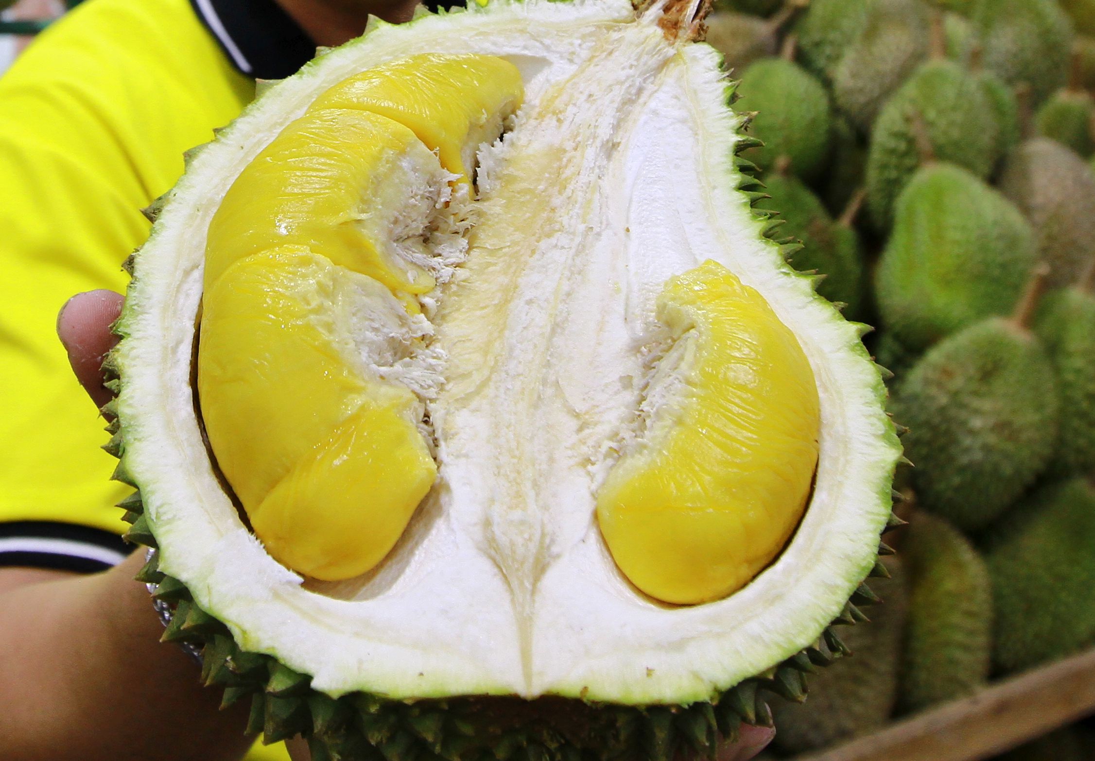 Download 62 Gambar Durian Ioi Paling Bagus HD