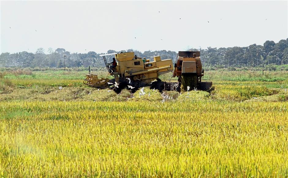 A file image of a padi field in Perak. Hasnul hopes to emulate Thailand’s use of technology to increase yields and raise the income of farmers in Titi Serong.