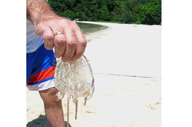Biologist: Vinegar helps ease jellyfish sting, not urine | The Star Online