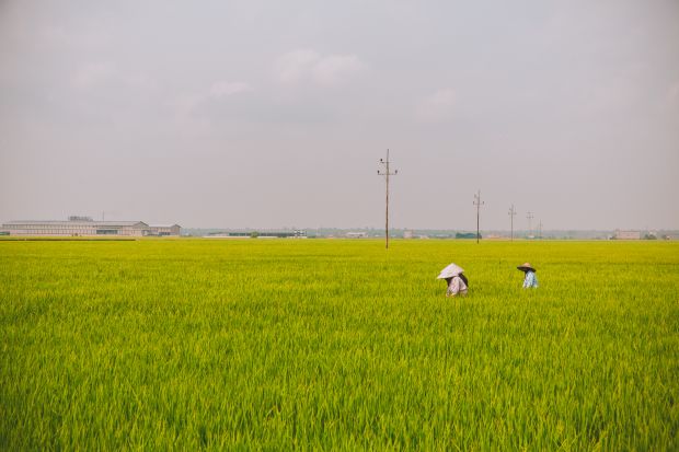 Malaysia Now and Then: 'We are always on our own', says Sekinchan padi farmer | The Star
