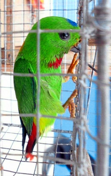 A protected Blue Crowned Hanging Parrot. — Filepic (Right) Sarawak Forestry Corporation and General Operations Force team raiding the Serian market in an operation against wildlife traders.