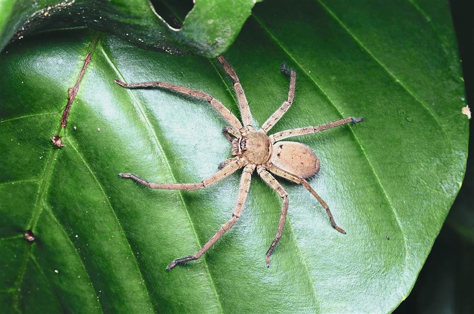 Date night with herptiles The Star