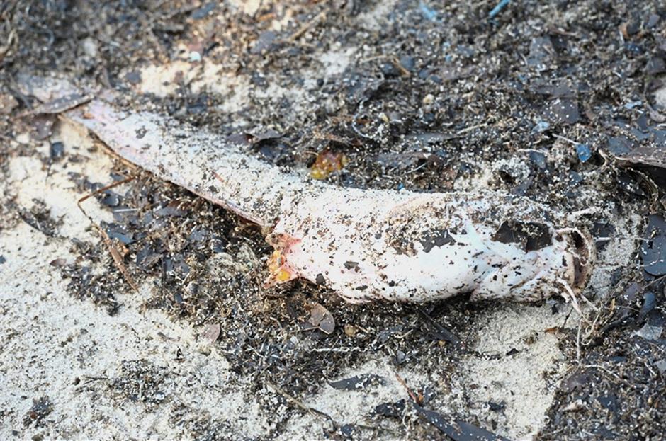 Collateral damage: The remains of what looked like a catfish found on the beach.