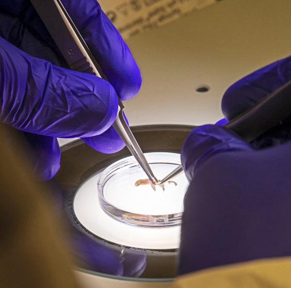 Scientist John Mich from the Allen Institute for Brain Science is in the process of manually slicing brain tissue from Williams.