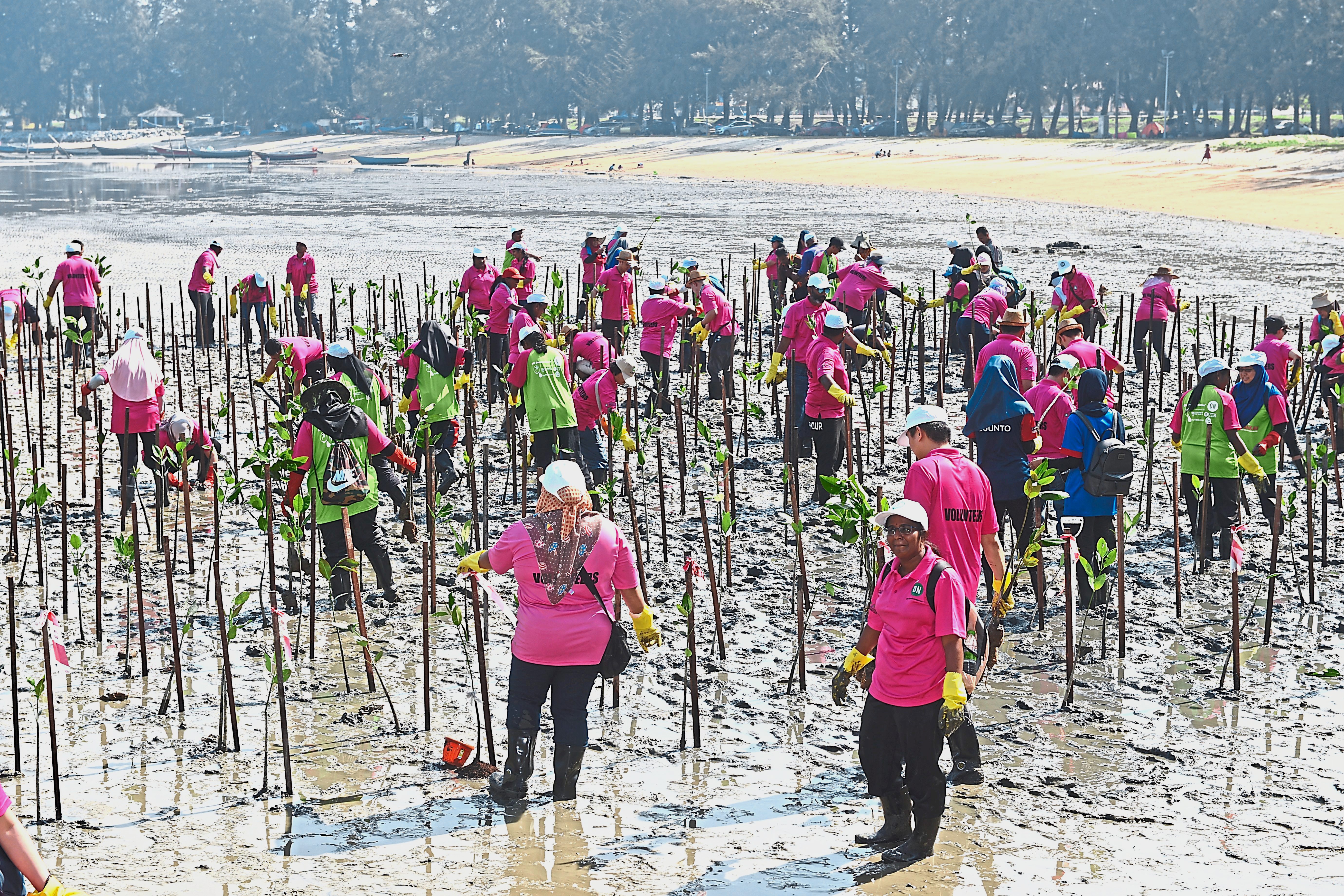 Protecting Pd Beach With 1500 Mangrove Plants The Star Online