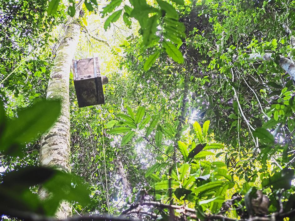 The artificial nest box being hoisted up to a tree in Kinabatangan, Sandakan in Sabah. These nest boxes, equipped with camera traps and data loggers, are to protect endangered hornbills from poachers. — Courtesy pic