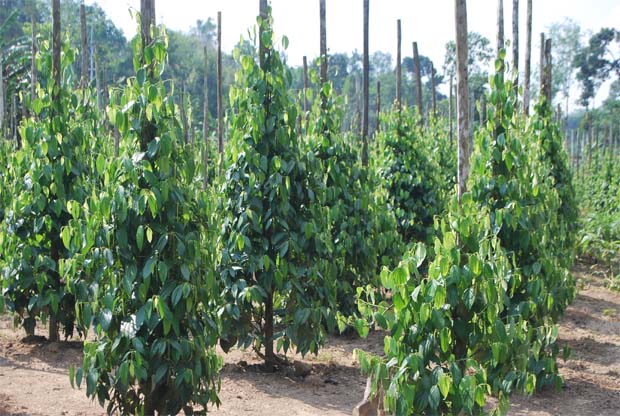 Sarawak Pepper Dealers Building Up Stockpiles Price At Rock Bottom The Star