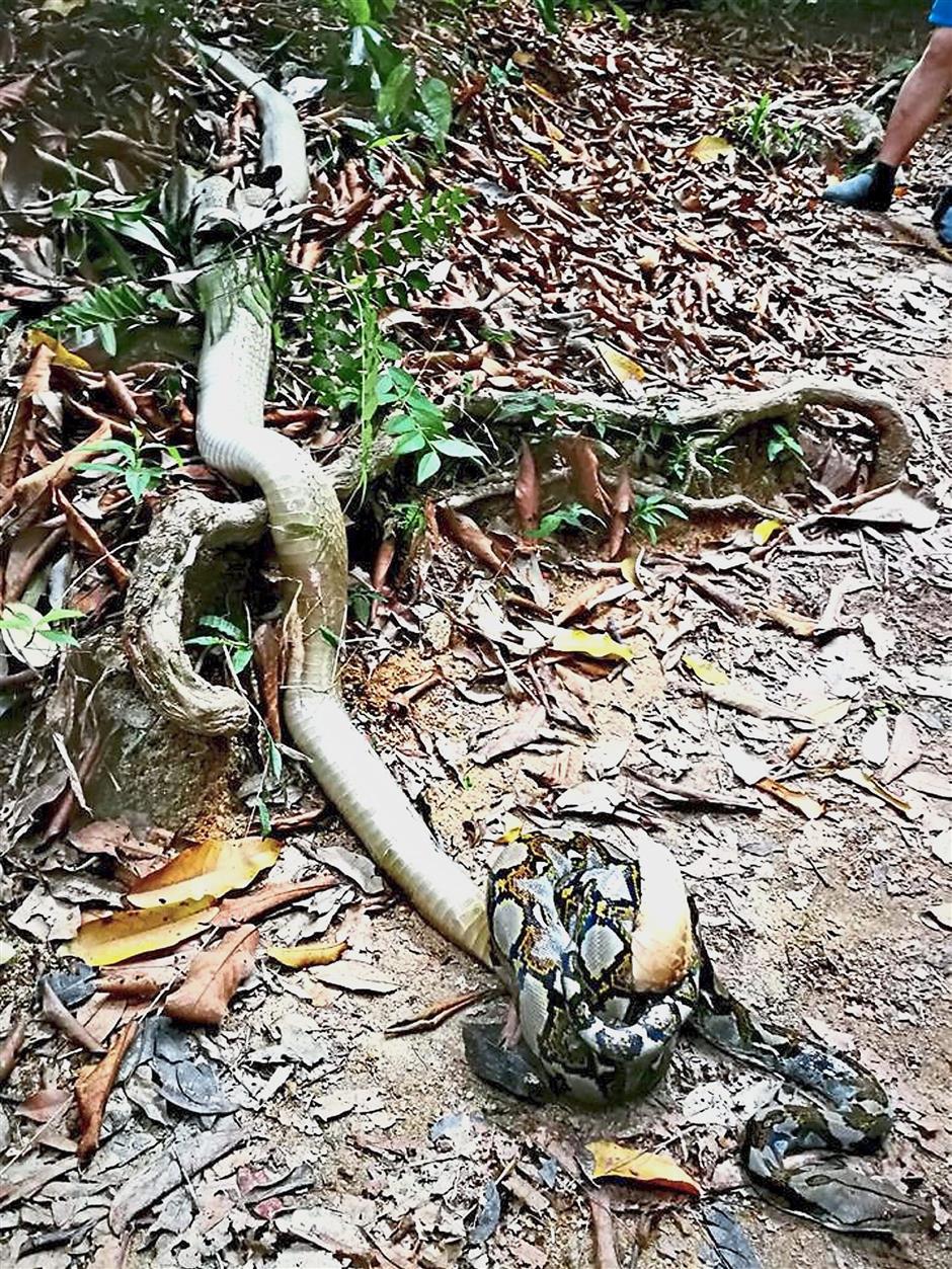 Snake fight causes a stir on hiking trail | The Star