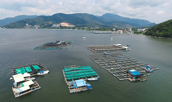 Contaminated waters: An aerial view of the affected fish farms in Teluk Bahang. Fish farm owners (from right) Lim Suan Gian, Ooi Hye Hin and Wong Tien Swee say they are not sure what is killing their fishes and are awaiting test results from the Fisheries Department.