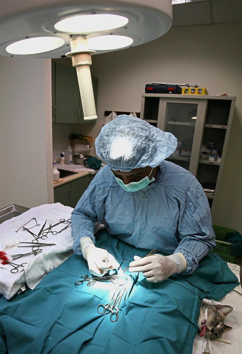 A veterinarian performing an operation on a cat.
