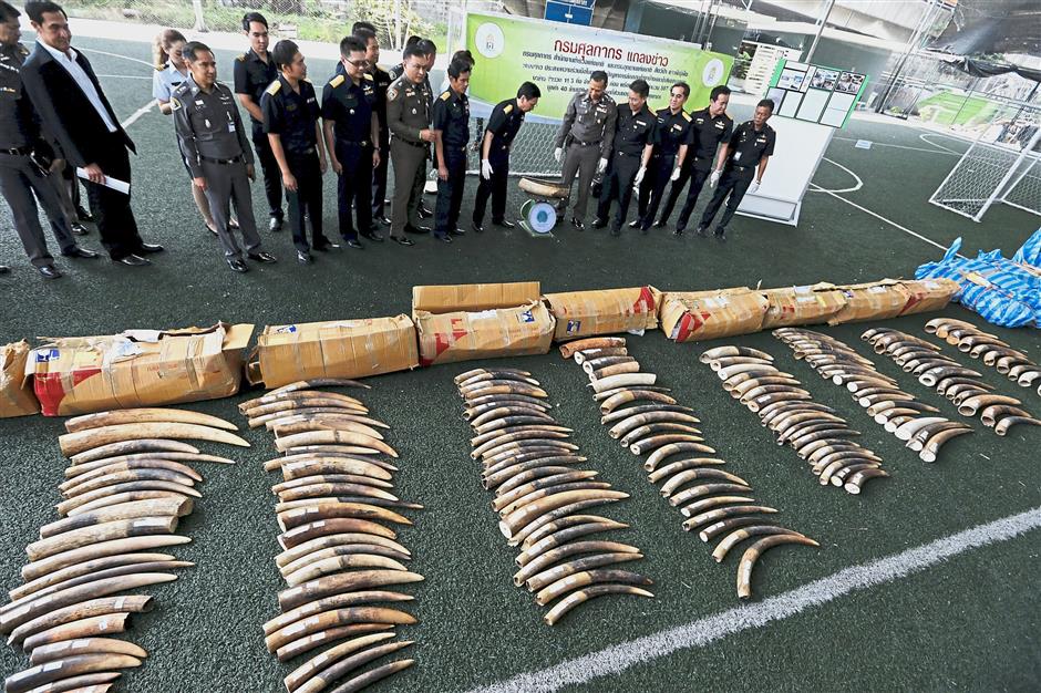 Police display a haul of seized ivory during a customs police news conference in Bangkok December 18, 2015. Some 700kg (1543.24 pounds) of ivory, smuggled from Nigeria were seized enroute to illegal markets in South East Asia police said. REUTERS/Jorge Silva