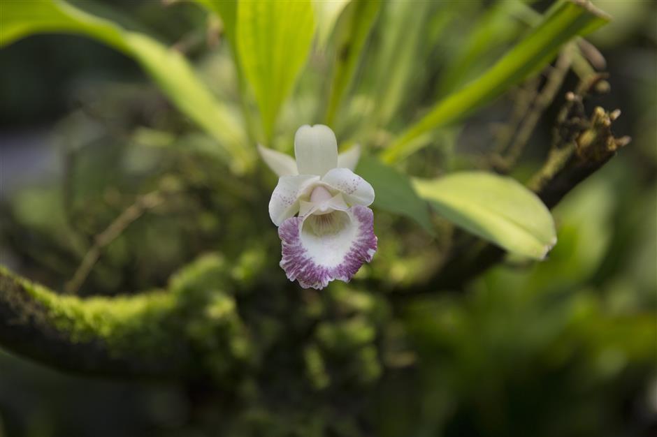 A flower is seen blooming on a plant inside the Amazon.com Inc. Spheres in Seattle, Washington, U.S., on Tuesday, Jan. 23, 2018. The online retailer is scheduled to unveil the spheres Monday morning following seven years of planning and construction. The glass orbs have 40,000 plants from around the world. Photographer: Mike Kane/Bloomberg
