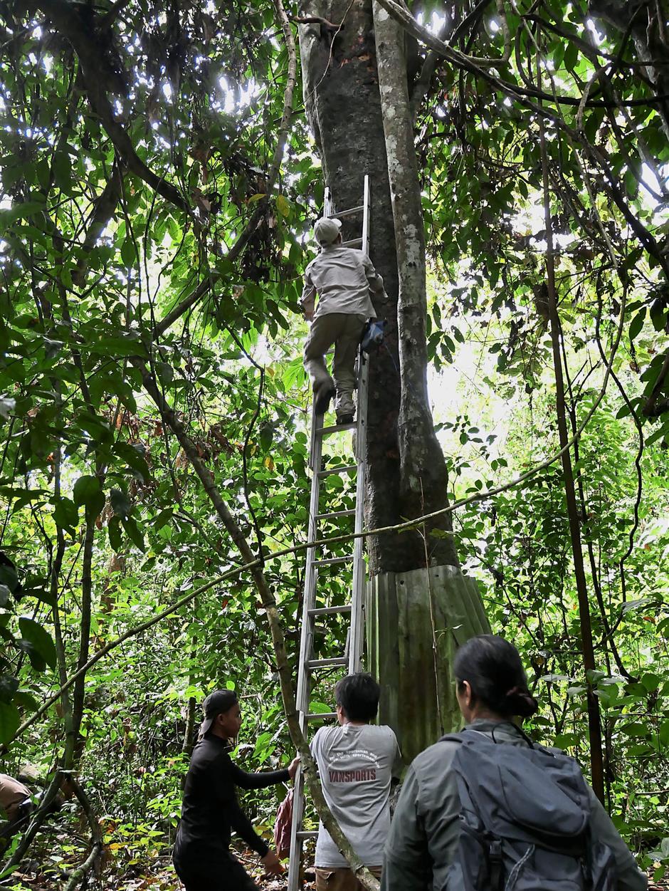 Eddie climbs huge trees to seek out the hornbill natural cavities and fix data loggers and motion sensor cameras to gauge their nesting activities for the hornbill project.