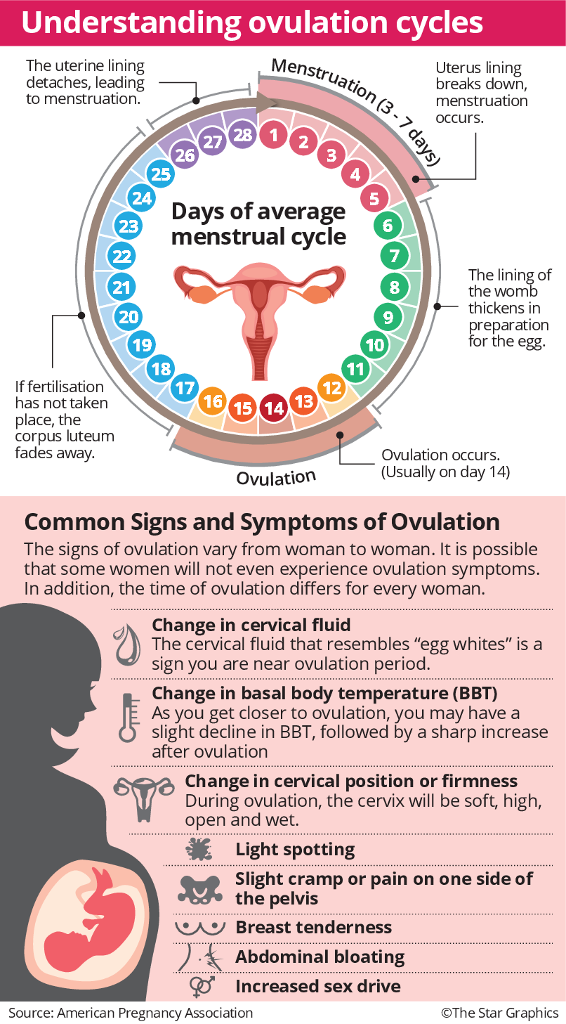 How Many Days After Ovulation Does Your Period Begin