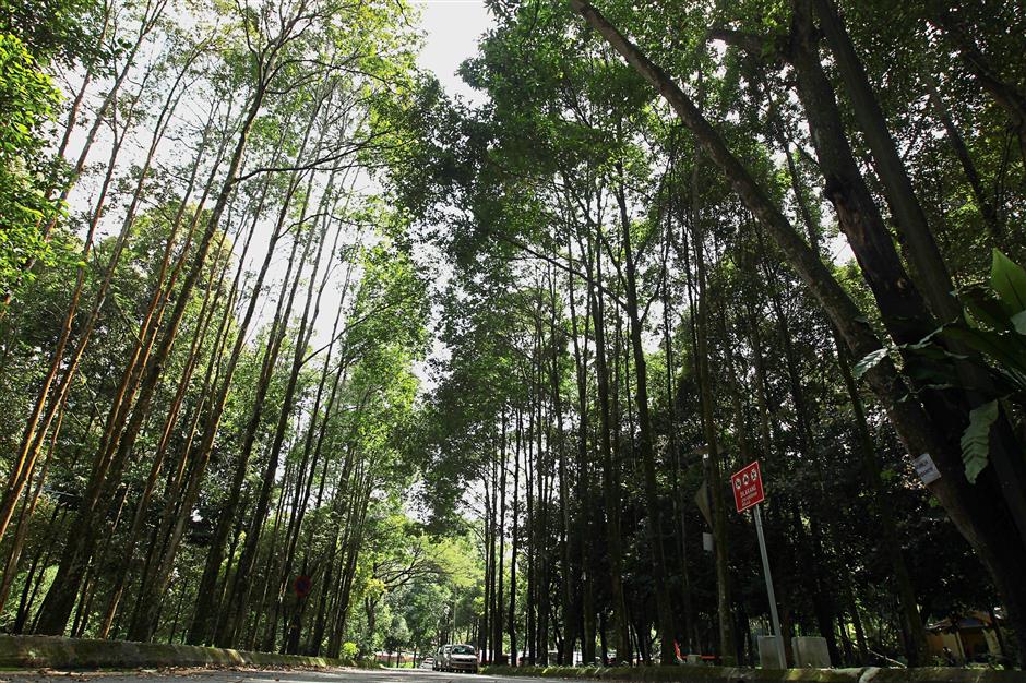 Taman Rimba Kiara in Taman Tun Dr Ismail is popular among residents who want it maintained for their enjoyment. — filepic