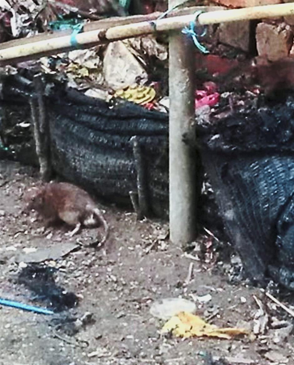 Rats can be seen roaming freely on the fences at Wisma Harapan even during the day. — Photos: SAMUEL ONG and SAMH