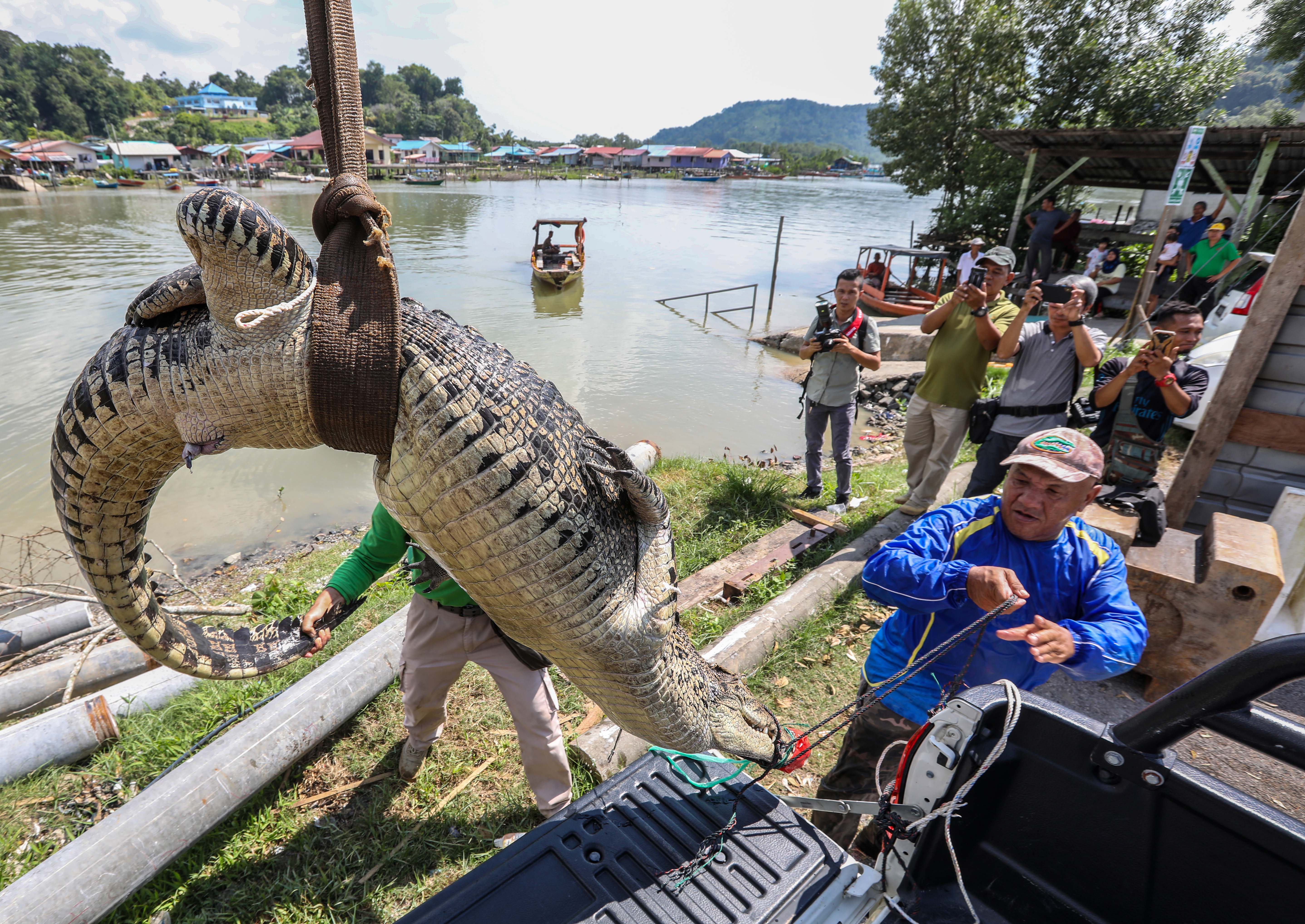 Huge 3 6m Croc Removed From Sungai Bako The Star