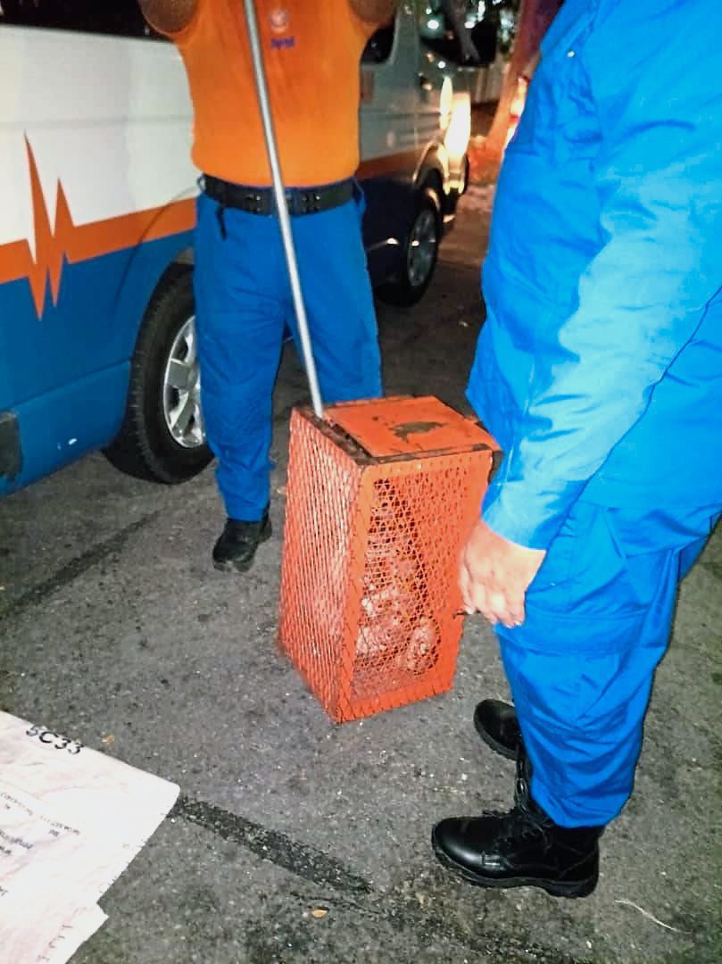 The Malaysian Civil Defence Force (APM) taking away the python that was caught in Kampung Baru in Ayer Itam.Source: Others 23 April 2018