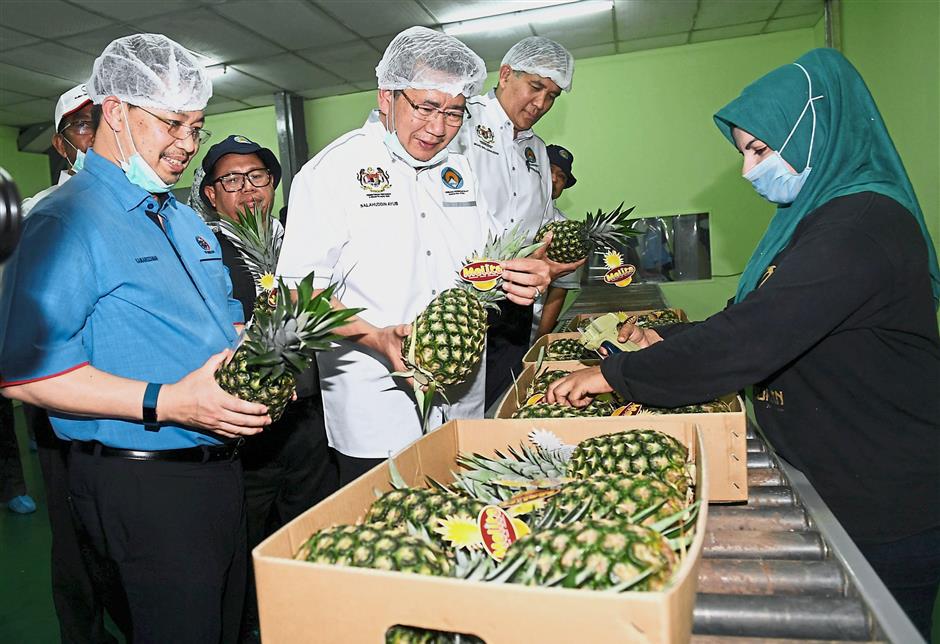 Salahuddin (middle), Kamaruzzaman (left) and Sallehhuddin (third from left) packing and labelling pineapples at the plantation.
