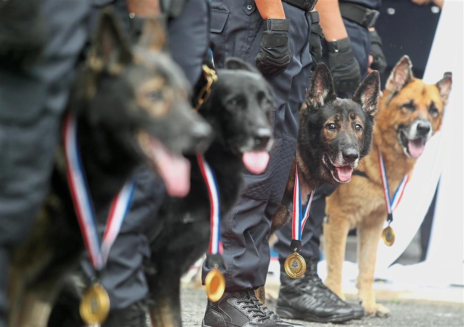 K9 memorial set up to honour police dogs The Star