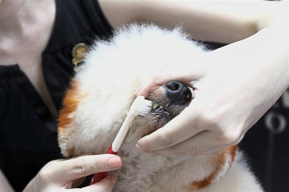 Dogs and cats can die if their gums and teeth are badly damaged or infected as it will hinder them from eating, resulting in them starving to death.