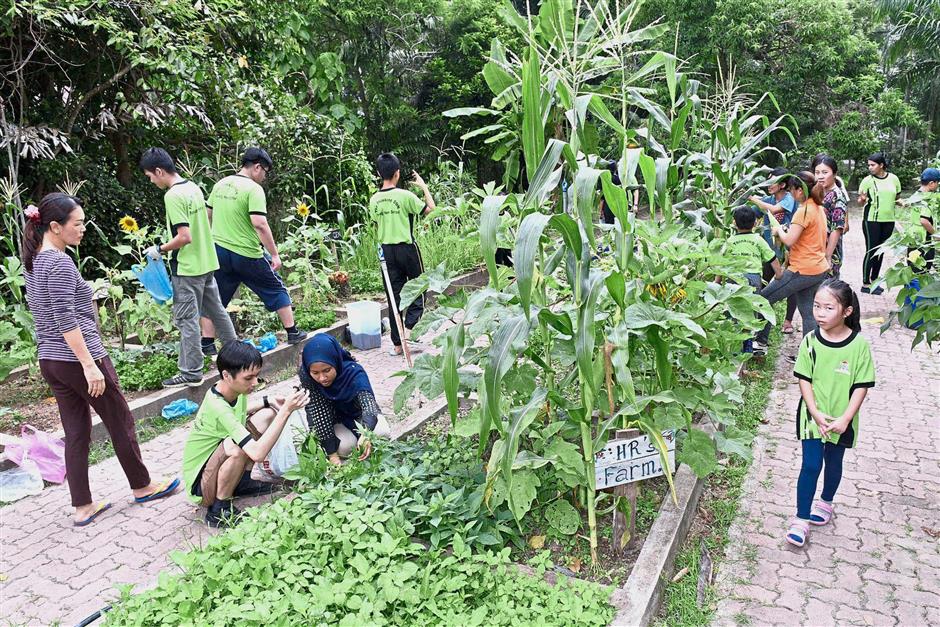 A pupil getting help in tending to a plot of vegetables.