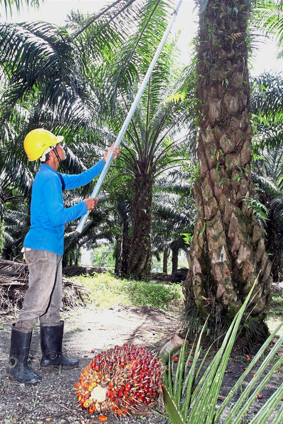 Sizing up Sime Darby's demerger | The Star