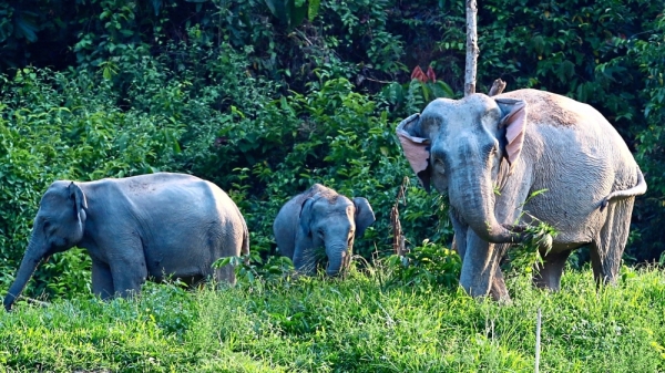 Ulu Muda Forest Reserve Fragile Nature Left Unprotected The Star