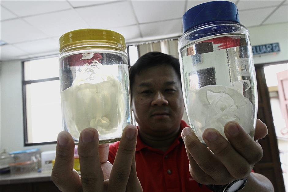 A staff member of Cemacs showing jellyfish preserved in jars.