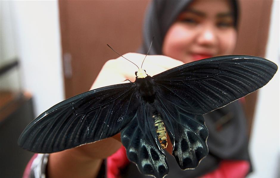 Sanctuary Successfully Breeds Rare Butterfly The Star