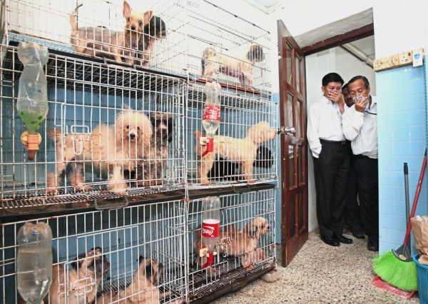 Pet stores accused of cruelty to animals The Star