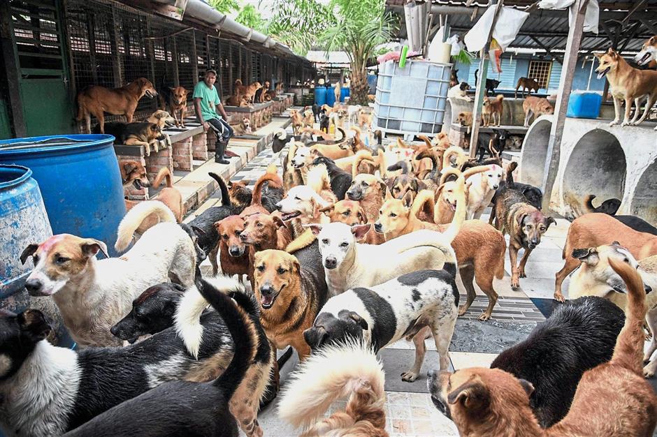 dog shelter johor bahru