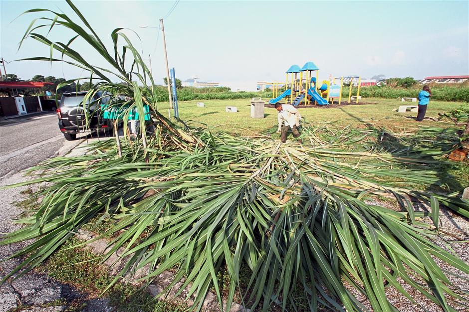 Illegal sugar cane cleared from playground The Star