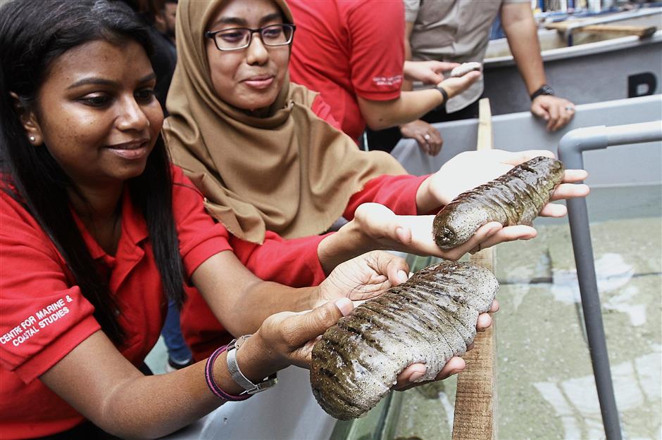 Sea cucumbers (left pic) and horseshoe crabs (right) are successfully bred by USM researchers at Cemacs at Monkey Beach in Penang.